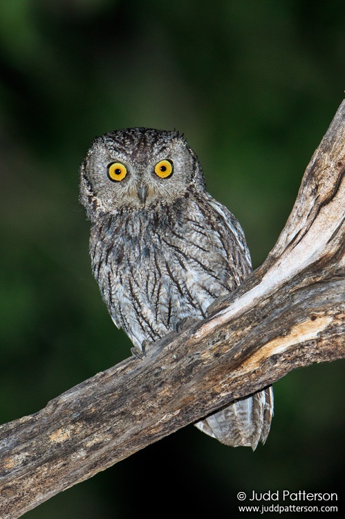 Western Screech-Owl, Chiricahua Mountains, Arizona, United States